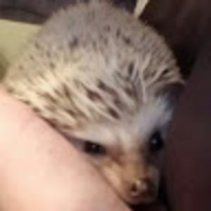 Meet your Posher, Glenna